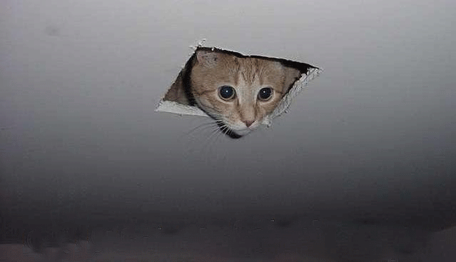 Ceiling_cat_no_text
