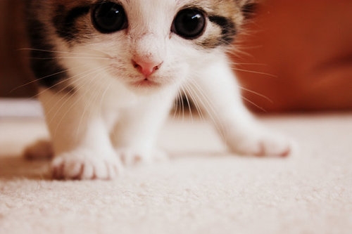 cute_cat