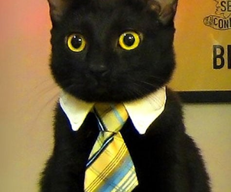 business-cat-white-collar-tie