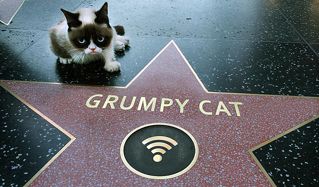 Grumpy-Cat-Walk-Of-Fame